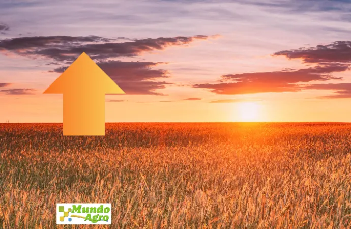 El trigo Argentino desafía a Chicago: ¿Rumbo a un récord mundial de oferta?