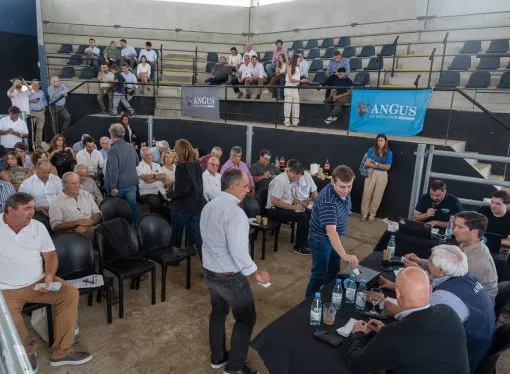 La Asociación Argentina de Angus definió sus jurados para las Exposiciones de 2026
