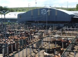 La invernada mostró más subas en el último remate el año de Consignaciones Córdoba en Jesús María