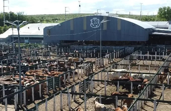 Consignaciones Córdoba remata 1.820 cabezas en su primer reunión ganadera de 2026