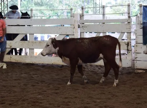 Remate de Consignaciones Córdoba: sigue la tendencia alcista para la hacienda de consumo