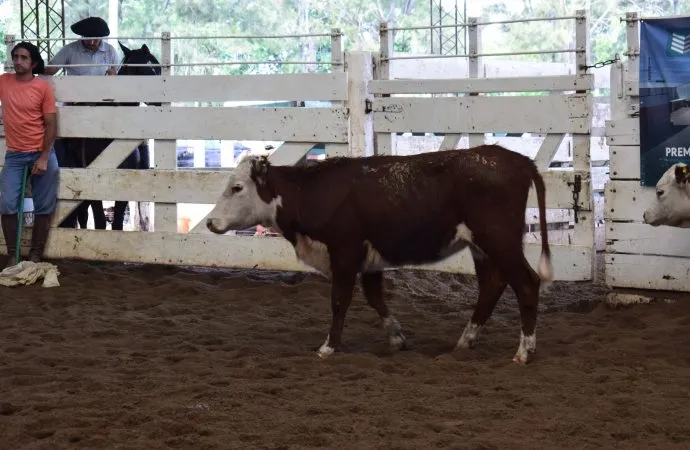 Remate de Consignaciones Córdoba: sigue la tendencia alcista para la hacienda de consumo