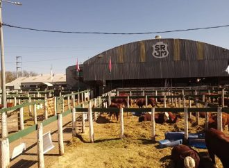 Consignaciones Córdoba anuncia 2.000 cabezas para su último remate del 2025