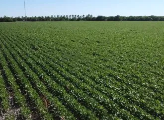 Campaña estival: la soja destaca por su calidad de semilla y los cultivos muestran un estado excelente