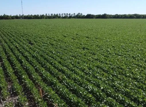 Campaña estival: la soja destaca por su calidad de semilla y los cultivos muestran un estado excelente
