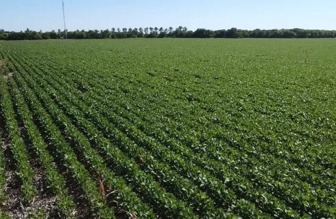 Campaña estival: la soja destaca por su calidad de semilla y los cultivos muestran un estado excelente