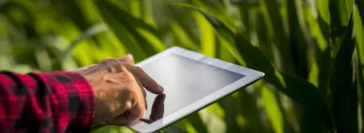 Del campo a la góndola global: El modelo de industrialización que impulsa al maní argentino