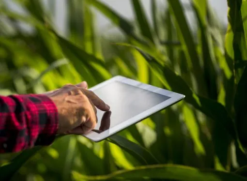 Formación clave para el agro del futuro: Abren inscripciones para la Diplomatura en Hidroponia de la UNC