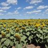 Córdoba: comienza la cosecha de girasol con proyecciones récord pese al avance del estrés hídrico
