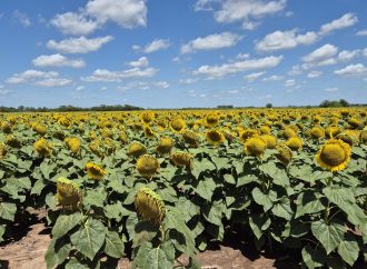 Córdoba: comienza la cosecha de girasol con proyecciones récord pese al avance del estrés hídrico