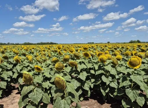 Córdoba: comienza la cosecha de girasol con proyecciones récord pese al avance del estrés hídrico