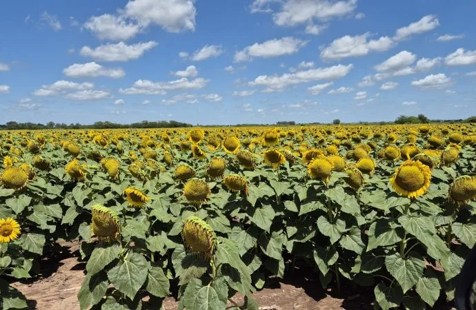 Córdoba: comienza la cosecha de girasol con proyecciones récord pese al avance del estrés hídrico