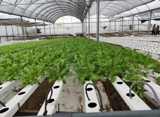 La Facultad de Ciencias Agropecuarias UNC lanza diplomatura en cultivos hidropónicos: una apuesta al futuro en producción sustentable