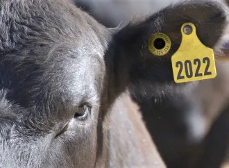 El impacto revolucionario del chip ganadero