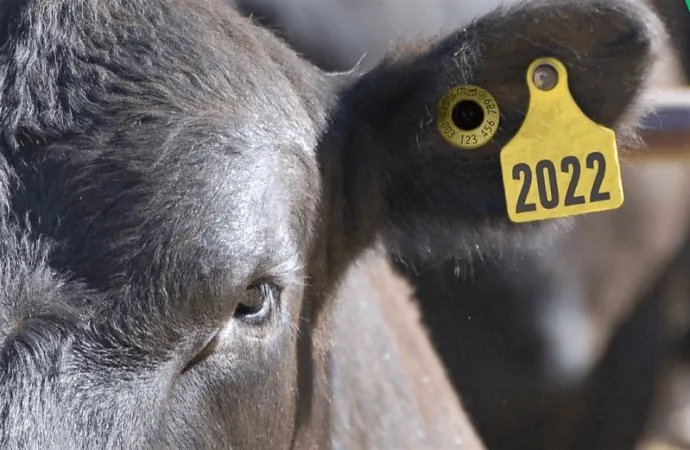 El impacto revolucionario del chip ganadero