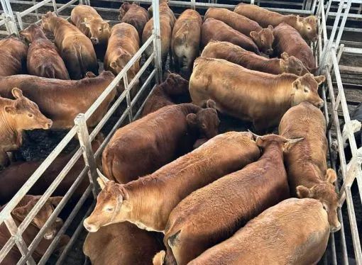 Excelente precio obtiene un lote de novillos pesados Limousin en el remate de Navidad en el MAG