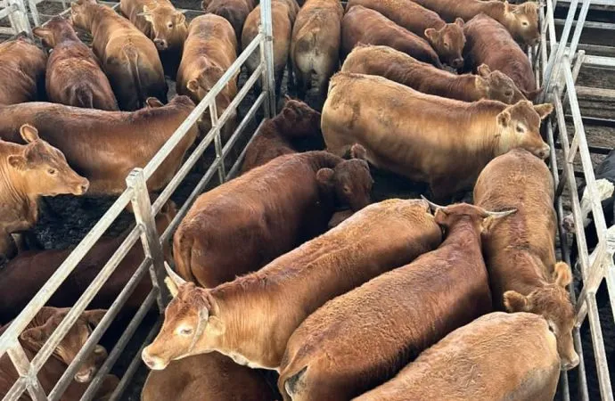 Excelente precio obtiene un lote de novillos pesados Limousin en el remate de Navidad en el MAG