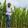 La siembra tardía de Maíz vuelve con fuerza e impulsa la demanda de híbridos «cortos»