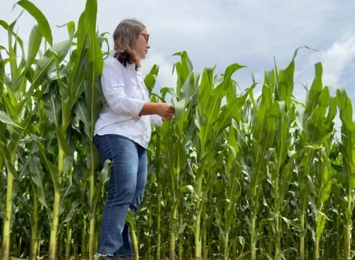 La siembra tardía de Maíz vuelve con fuerza e impulsa la demanda de híbridos «cortos»