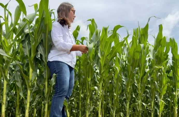 La siembra tardía de Maíz vuelve con fuerza e impulsa la demanda de híbridos «cortos»