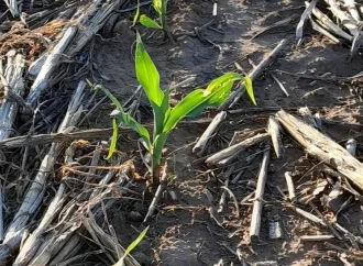 Perspectiva climática: calor extremo y lluvias dispersas marcarán el ritmo del verano agrícola