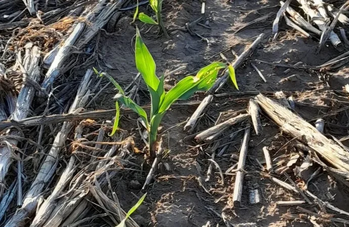 Perspectiva climática: calor extremo y lluvias dispersas marcarán el ritmo del verano agrícola