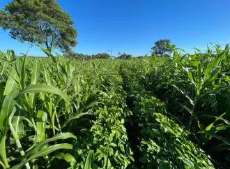 Macropitilium Mancebo: la leguminosa autóctona que transforma la nutrición ganadera subtropical