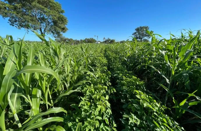 Macropitilium Mancebo: la leguminosa autóctona que transforma la nutrición ganadera subtropical