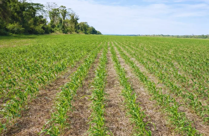El Corte Línea a Línea transforma la siembra y genera ahorros millonarios en el campo