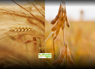 Chicago en rojo: El precio de la cosecha récord