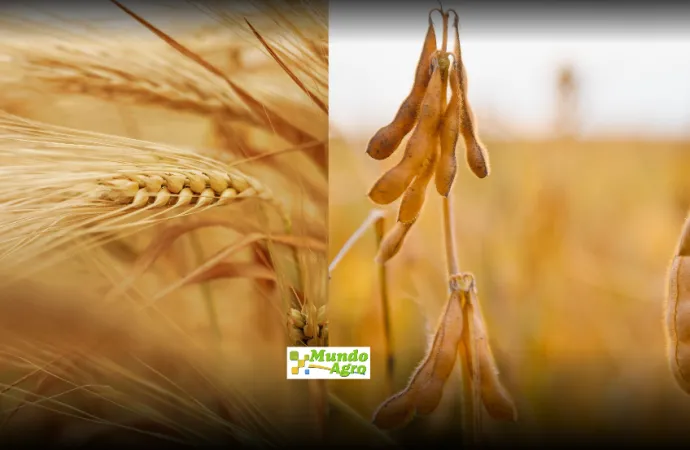 Chicago en rojo: El precio de la cosecha récord