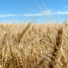 Calidad del Trigo 2025/26: resultados preliminares superiores al 94% en Grados 1 y 2