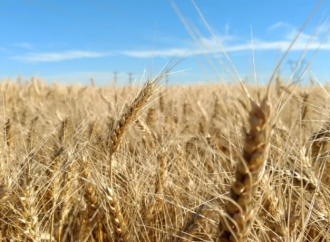 Calidad del Trigo 2025/26: resultados preliminares superiores al 94% en Grados 1 y 2