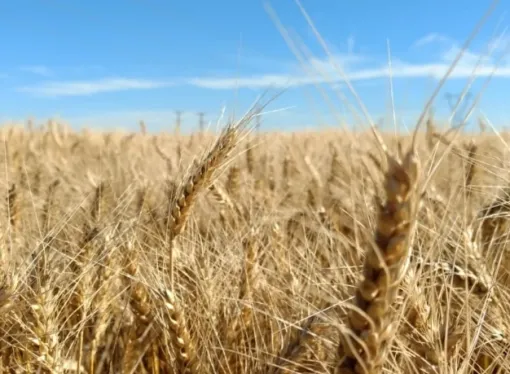 El consumo de fertilizantes en Argentina alcanzó los 5,1 millones de toneladas en 2025