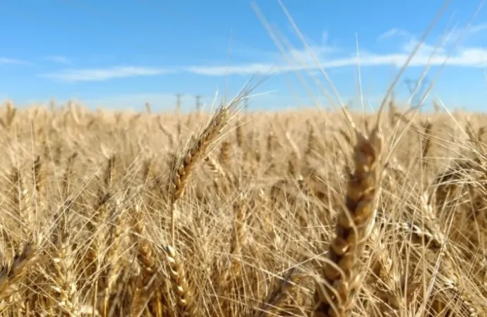 Córdoba cierra una campaña invernal histórica: el trigo alcanza su mayor producción récord