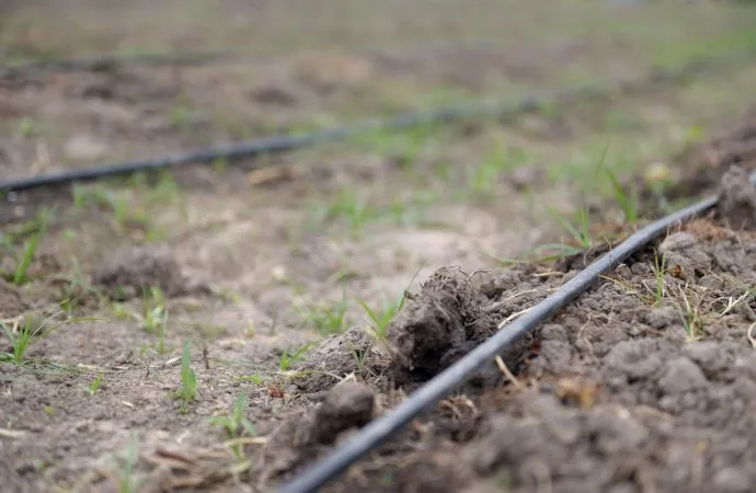 Innovación biológica: la coinoculación y el tratamiento profesional de semillas transforman la campaña agrícola