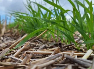 Tratamientos biológicos en semillas: la clave para potenciar la producción de forraje en la región CREA Sudoeste