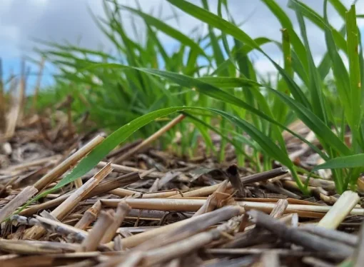 Tratamientos biológicos en semillas: la clave para potenciar la producción de forraje en la región CREA Sudoeste