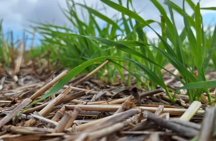 Tratamientos biológicos en semillas: la clave para potenciar la producción de forraje en la región CREA Sudoeste