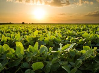 Dólar en mínimos y competitividad exportadora: la soja y el trigo ganan terreno en Chicago