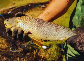 Revolución en la acuicultura: la boga se posiciona como una alternativa económica y sustentable para el país
