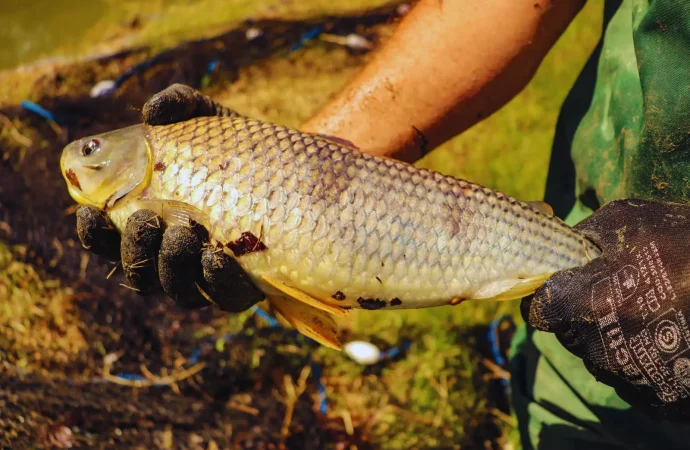 Revolución en la acuicultura: la boga se posiciona como una alternativa económica y sustentable para el país
