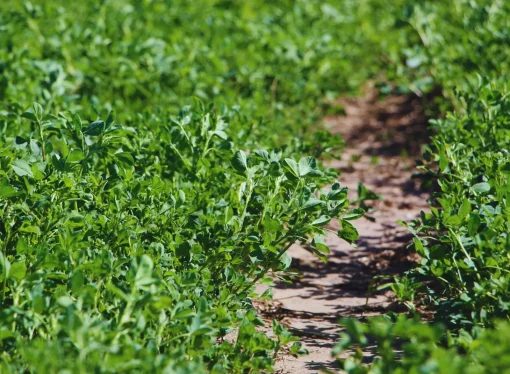 INTA y Palo Verde presentan tres nuevas variedades de alfalfa para optimizar la producción ganadera