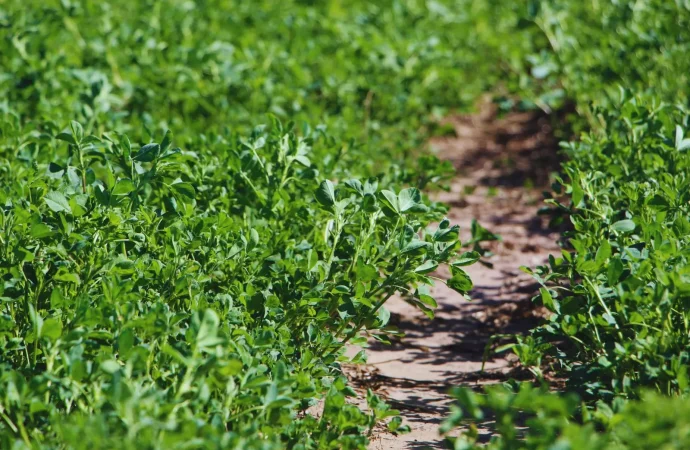 INTA y Palo Verde presentan tres nuevas variedades de alfalfa para optimizar la producción ganadera