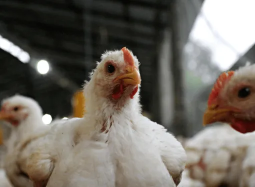 Economías Regionales: la inflación y los costos frenan la recuperación en gran parte del país