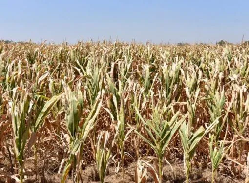 Alerta meteorológica: Ola de calor extrema azotará el centro del país con máximas de 40 °C