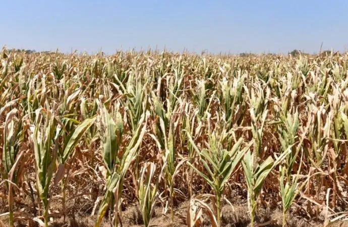 Alerta meteorológica: Ola de calor extrema azotará el centro del país con máximas de 40 °C
