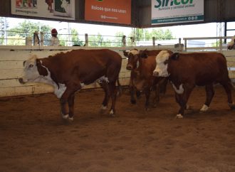Fuerte suba en la Invernada en el Remate de Consignaciones Córdoba, en la Rural de Jesús María