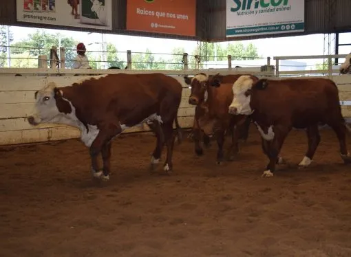 Fuerte suba en la Invernada en el Remate de Consignaciones Córdoba, en la Rural de Jesús María