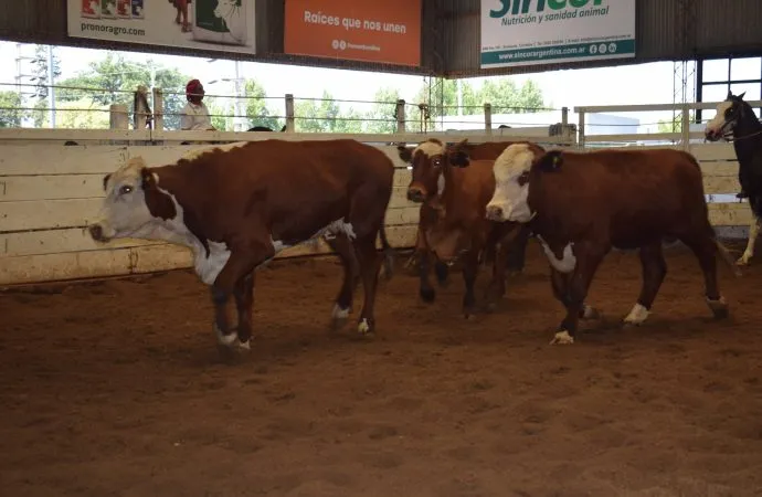 Mercado de Hacienda: el consumo volvió a mostar firmeza en el remate de Consignaciones Córdoba